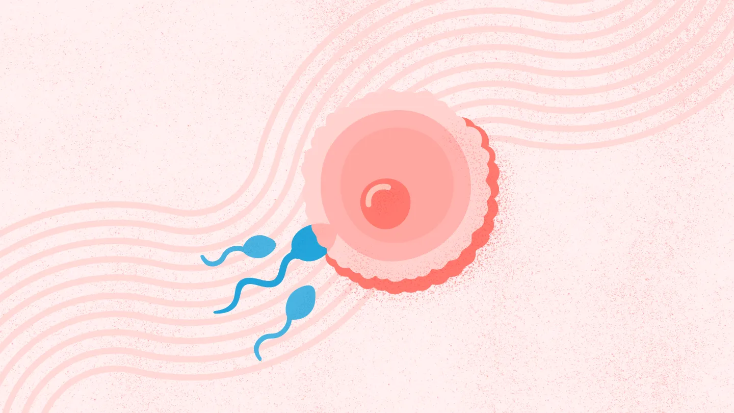 Fertility Investigations & Check Up